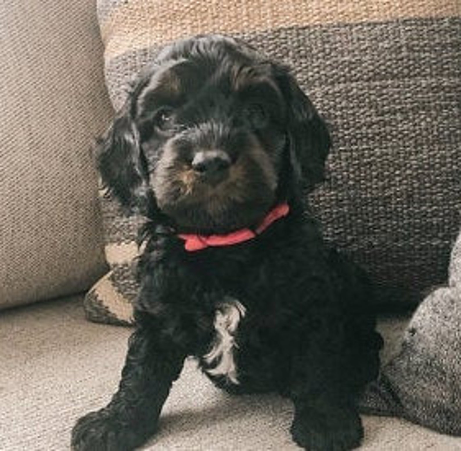 Puppy ID Small Collars Adjustable ID Newborn Puppy Collars/ Etsy