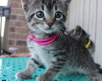 Collares para gatitos recién nacidos, collares de identificación ajustables para gatitos recién nacidos tamaño 3 "Juego de 10 collares selección de colores del arco iris.