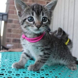 Tiny kitten collars sale