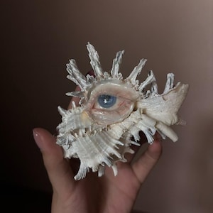 May include: A white, spiky seashell featuring a realistic, detailed human eye embedded in its center. The eye has a light blue iris and visible skin-like textures surrounding the socket, contrasting with the rough, textured surface of the shell.