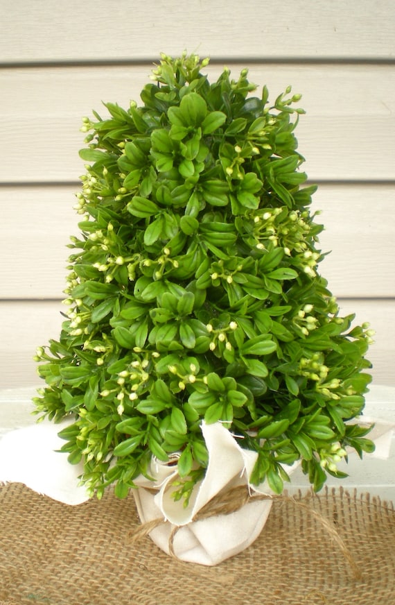 Ilex glabra Items similar to Mini Boxwood Christmas Tree on Etsy