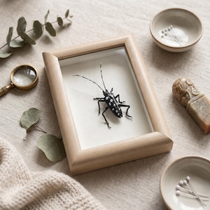 Puede incluir: Un espécimen de insecto enmarcado con un cuerpo negro y blanco moteado y largas antenas. El marco de madera se encuentra sobre una superficie de tonos neutros, junto con una lupa, cuencos pequeños y una piedra tallada.