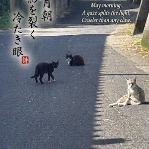 以下が含まれることがあります： 舗装された道路にいる3匹の猫。日本語のテキストと英語の詩が添えられています。1匹の黒猫が歩き、もう1匹は座り、3匹目は横たわっています。 太陽の光が差し込み、道路には影ができています。
