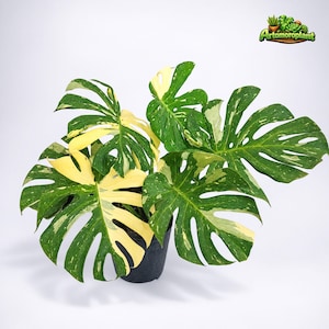 May include: A Monstera deliciosa variegata plant with large, fenestrated leaves featuring a mix of deep green and creamy white variegation, potted in a black plastic container. The logo Artomoroplant is visible in the top right corner.