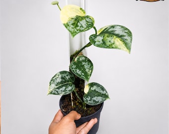 Scindapsus Bakudapati bonte schoonheid