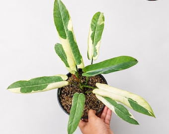 Philodendron Atabapoense Variegated Beauty Live Plant