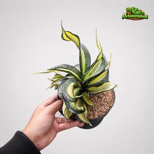 Sansevieria Wendys Twister Tsunami Variegated Sällsynt Ormväxt