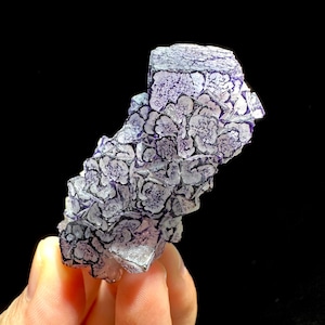 May include: A close-up of a fluorite mineral specimen. The fluorite has a cubic structure with a floral pattern in shades of purple and white. The specimen is held against a black background.