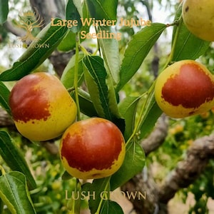 May include: Close-up of jujube fruits on a tree branch. The fruits are a mix of yellow and red, with green leaves in the background. The text "Large Winter Jujube Seedling" is visible.