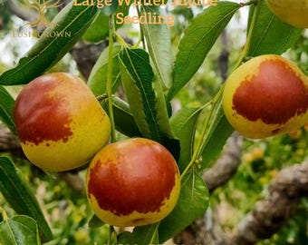 Dongzao Jujube Tree – Large Winter Fruit Seedling, Bare Root