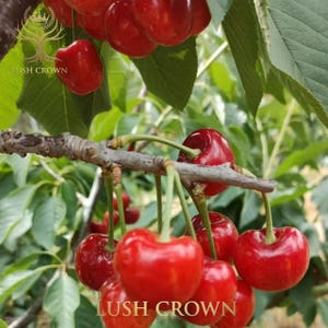 May include: A close-up of a cluster of ripe, red cherries hanging from a tree branch. The cherries are a vibrant red color, with green leaves in the background. The text "LUSH CROWN" is visible on the image.