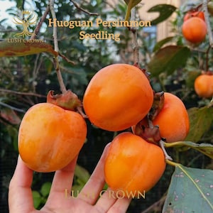 May include: Close-up of bright orange persimmon fruits on a tree branch. The image shows several ripe persimmons with green leaves and the text "Huoguan Persimmon Seedling" and "Lush Crown".