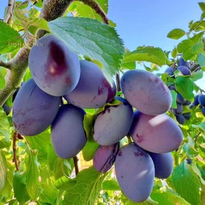 May include: A cluster of ripe, dark purple plums hanging from a tree branch with green leaves. The plums have a smooth skin and a slightly elongated shape. The background is a clear blue sky.