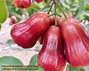 Memorial Day Sale | Rare Purple Wax Apple Tree Seedling - High Vigor Bare Stick Cutting, Fast Rooting Java Apple | Honor & Growth Legacy