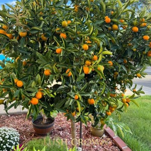 May include: A kumquat tree laden with ripe, orange fruit. The tree has dark green leaves and is planted in a brown pot. The image shows the tree in an outdoor setting, with the text "Lush Crown" visible on the image.
