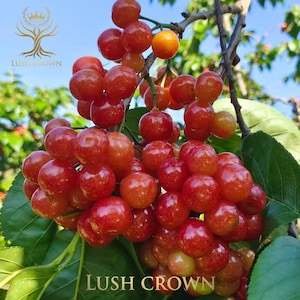 May include: A close-up of a cluster of ripe cherries on a branch. The cherries are a vibrant red color with a glossy sheen, and some have a slight orange hue. Lush Crown is printed at the bottom.