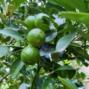 May include: Close-up of a citrus tree branch with several green, unripe fruits. The fruits have a textured surface and are surrounded by green leaves. The Lush Crown logo is visible in the upper left corner.