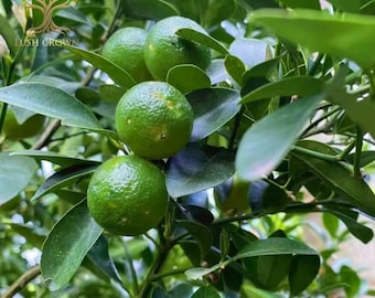 Live Calamansi Tree - Calamondin Orange  -Indoor/Outdoor Fruit Tree - Filipino Lime