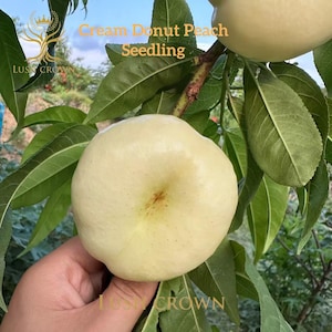 May include: A close-up of a cream-colored donut peach seedling. The fruit is round and flat with a slight indentation in the center. The image also shows green leaves and the text "Cream Donut Peach Seedling".