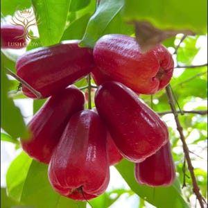 May include: A cluster of vibrant red rose apples hanging from a tree branch, surrounded by green leaves. The rose apples have a glossy, smooth skin and a bell-like shape. The Lush Crown logo is visible in the upper left corner.
