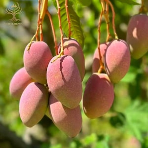 May include: A cluster of ripe mangoes hanging from a tree branch. The fruit features smooth, oval-shaped skins with a gradient of pink, red, and yellow hues. The mangoes are attached to thin, light brown stems amidst green leaves in the background.