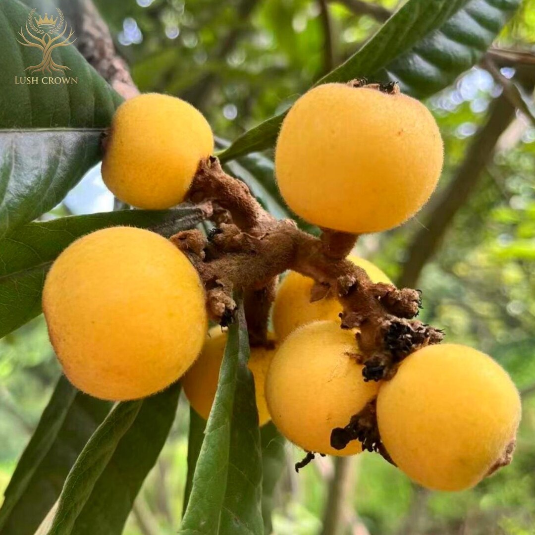 Sweet Loquat Fruit Tree Sapling Bare Root Japanese Plum Edible Backyard ...