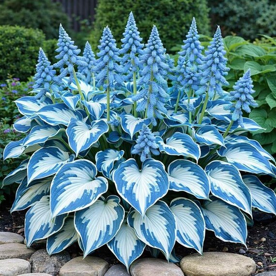 220+ Mixed Rare Hosta Seeds for Planting Perennial Shade Flowers to Attract Pollinators for Outdoor Gardens