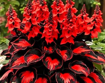 200  Hosta Seeds Rare Red Black Spike Flowering Perennial Garden Plant