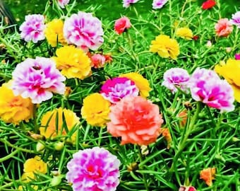 Semillas de rosa musgosa de flor doble / Mezcla tradicional de polinización abierta
