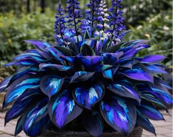 Bulbos de Hosta Cherry Berry: una planta perenne rara, vibrante, de bajo mantenimiento y floración veraniega, ideal para jardines de sombra.