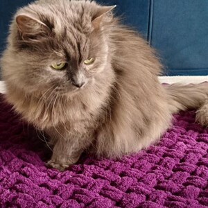 Op de afbeelding: Een langharige grijze kat met groene ogen zit op een dieppaarse, grof gebreide deken. De deken heeft een dik, getextureerd geweven patroon van zacht garen, wat een comfortabel oppervlak biedt voor de kat om op te rusten in deze binnenruimte.