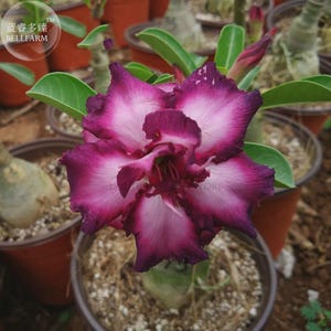 Könnte beinhalten: Nahaufnahme einer leuchtenden Wüstenrosenblüte mit tiefmagentafarbenen Rändern und einem zartrosa Zentrum. Die Blüte steht in voller Blüte und zeigt ihre geschichteten Blütenblätter. Die Pflanze ist in einem braunen Topf eingetopft, umgeben von grünen Blättern.