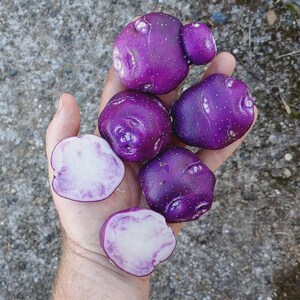 May include: A collection of purple potatoes with smooth, dark violet skins speckled with small white dots. Several potatoes are whole and rounded, while two have been sliced in half to reveal a bright white interior with light purple marbling.