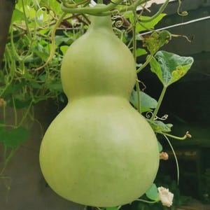 May include: A light green gourd with a bulbous bottom and a smaller top section, connected by a narrow neck. The gourd is surrounded by green vines and leaves, creating a natural, organic composition.