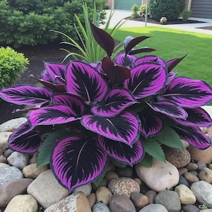 May include: A striking plant with large leaves featuring a pattern of purple and black. The plant is set amongst smooth, pale stones, creating a contrast. The leaves have a distinctive striped pattern, adding visual interest to the garden setting.