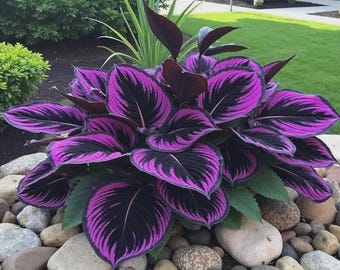 300 Deep Purple Black Hosta Seeds