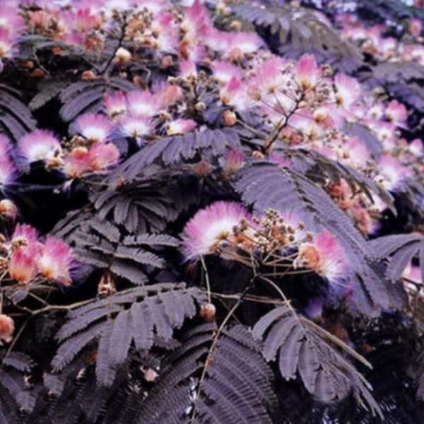 10 Summer Chocolate Mimosa Tree Seeds Silk Tree Albizia julibrissin Seed
