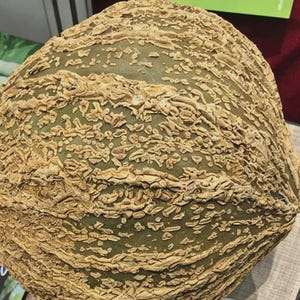 Gerippter hässlicher Kürbis 10 Samen