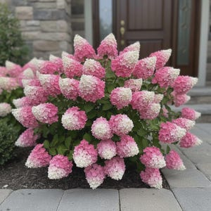Puede incluir: Un exuberante arbusto de hortensias con grandes racimos de flores en forma de cono. Las flores hacen la transición del blanco a un rosa vibrante, creando un efecto de dos tonos. La planta está rodeada de follaje verde y se encuentra frente a una pared de piedra y una puerta marrón oscuro.