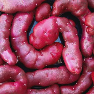 Peut inclure: Une collection de pommes de terre rouges crues et non pelées disposées en spirale. Chaque pomme de terre présente une peau lisse magenta foncé avec de petits yeux clairs et des formes irrégulières, allongées et courbes, remplissant le cadre.