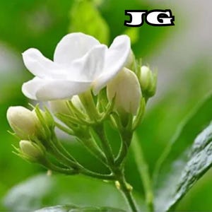 Könnte beinhalten: Nahaufnahme einer weißen Jasminblüte in voller Blüte, mit mehreren ungeöffneten Knospen und grünen Stielen. Die Blüte hat mehrere zarte Blütenblätter. Der Hintergrund ist ein weiches Grün, mit den Buchstaben "JG" oben rechts.