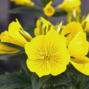 Semi di enotera gialla – Oenothera fruticosa, fiore perenne da giardino, fioritura notturna, altamente adattabile, 500 semi