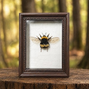 Bumblebee Framed Art, Real Bee Specimen, Insect Shadow Box, Nature Decor, Unique Gift, Cottagecore Wall Art, Small Frame Art
