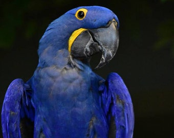 Hyacinth Macaw, Photograph, Macaw Photos, Blue Macaw Photos, Bird Photography, Hyacinth Macaw Photographs, Animal Photography