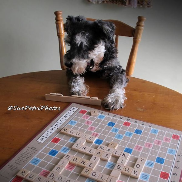 Miniature Schnauzer Photos, Puppy Photos, Dog Photos, Funny Dog Photos, Dog playing board game, Schnauzer playing scrabble, fine art photo