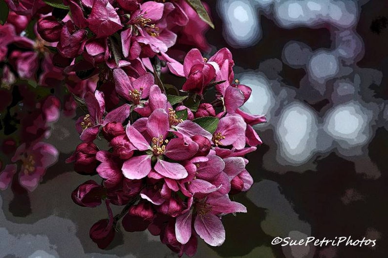 Crab Apple Blossoms, Apple Blossoms, Fine Art Photography, Spring