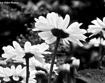 Romantic Bedroom Art - Black and White Photography - Monochrome - Nature Photography - Daisy Photos - Flower Photography