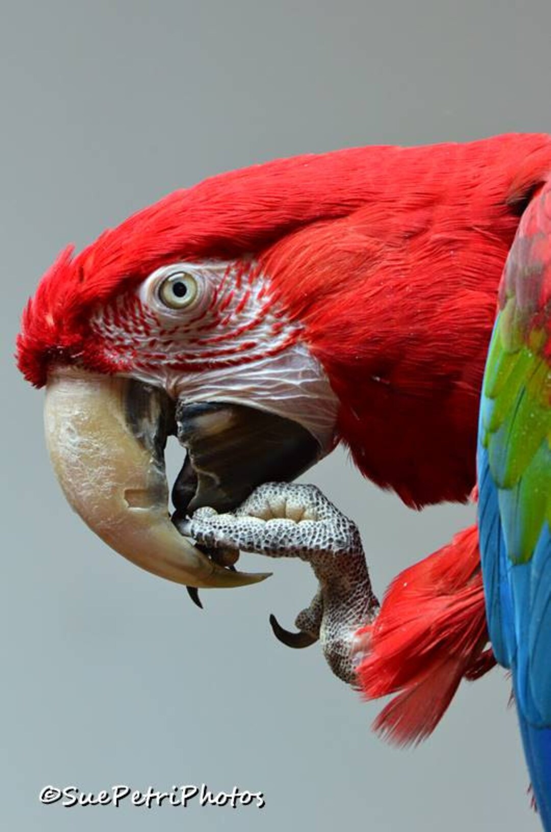 Parrot Photos Photos of Greenwing Macaws Red Parrot Bird Etsy Canada