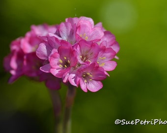 Pink Flower Photograph, Card or Magnet, Flower Photos, Cottage Chic, Shabby Chic, Pink, Romantic, Pink Flower Art