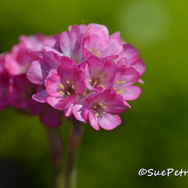 Pink Flower Photograph, Card or Magnet, Flower Photos, Cottage Chic, Shabby Chic, Pink, Romantic, Pink Flower Art